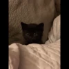 Cat moods’ 11