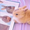 sOft rabbit 18