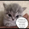 quotescats 17