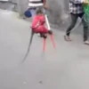 MONKEY 16