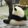 Panda 15
