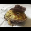 Frogs and toads 17