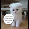 quotescats 18