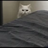 Cat moods’ 12