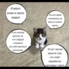 quotescats 19