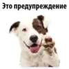 Puppies 19