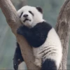 Panda 16