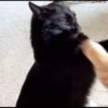 Cat moods’ 14