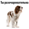 Puppies 20