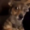 Pissed dog 11