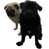 pug_leonid 19