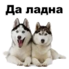Puppies 21