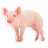 Peppa Pig 14