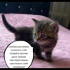 quotescats 20