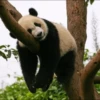 Panda 17