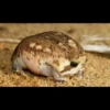Frogs and toads 18