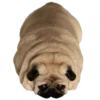 pug_leonid 20