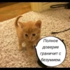 quotescats 21