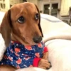 Pissed dog 12
