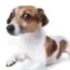 Pissed dog 13