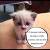 quotescats 22