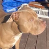 Pissed dog 14