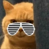Cat moods’ 16