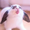 sOft rabbit 19
