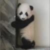 Panda 18