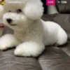 Pissed dog 15