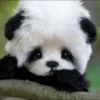 Panda 19