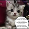 quotescats 23
