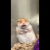 Cat moods’ 18