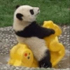 Panda 20
