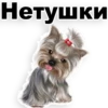 Puppies 23