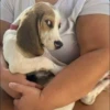 Pissed dog 16
