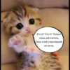 quotescats 24