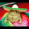 Frogs and toads 19