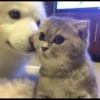 Cat moods’ 20