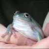 Frogs and toads 20