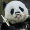 Panda 21