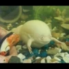 Frogs and toads 21