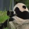 Panda 22