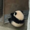 Panda 23