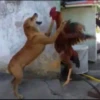 Pissed dog 18