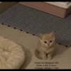 quotescats 25