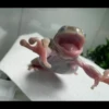 Frogs and toads 22