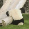 Panda 24