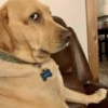 Pissed dog 19