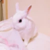 sOft rabbit 22
